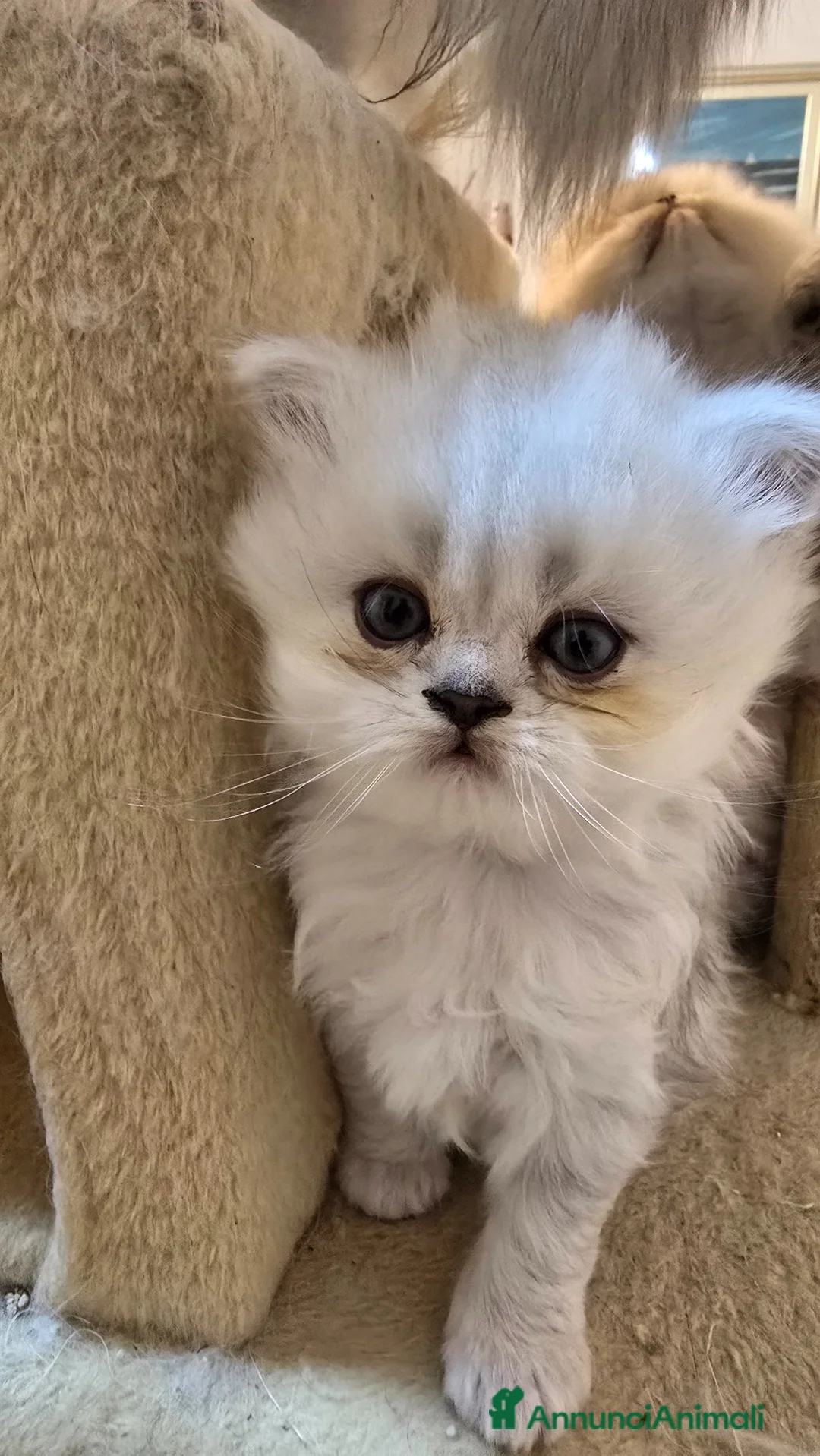 Persiano gatti in vendita: Vendo cuccioli di Persiano Chinchilla Silver  - Annuncio 12