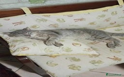 Europeo gatti in regalo: coccolone morfeo in regalo a Città metropolitana di Catania - Immagine 3