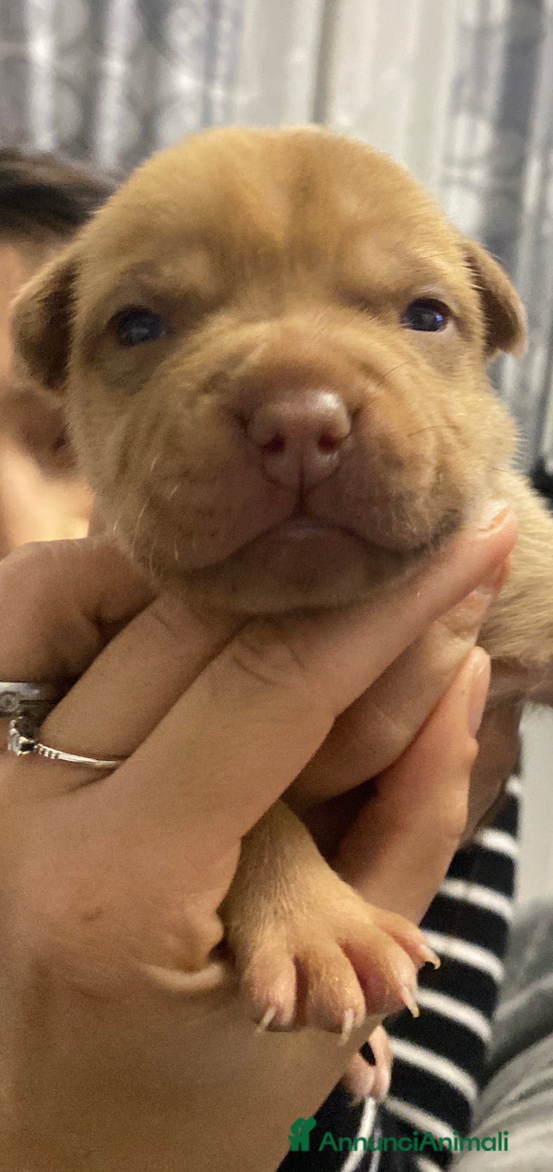 Pitbull cani in vendita: Cuccioli di Pitbull UKC con Pedigree  - Annuncio 8