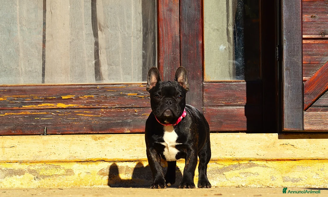 Bulldog Francese cani in vendita: Femmina Bringee  - Annuncio 4