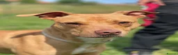 Meticcio cani in regalo: CARLETTO PIT BULLINO - Annuncio 8