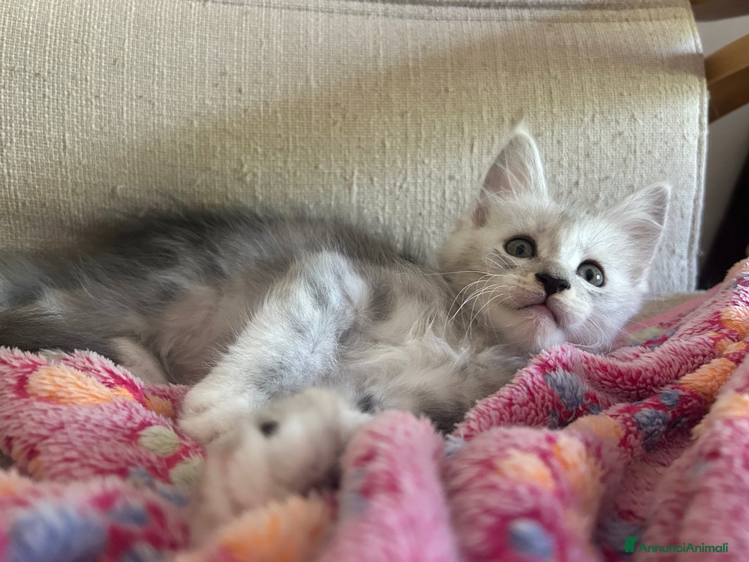 Maine Coon gatti in vendita: Maine Coon pedigree Anfi a Provincia di Modena - Immagine 20