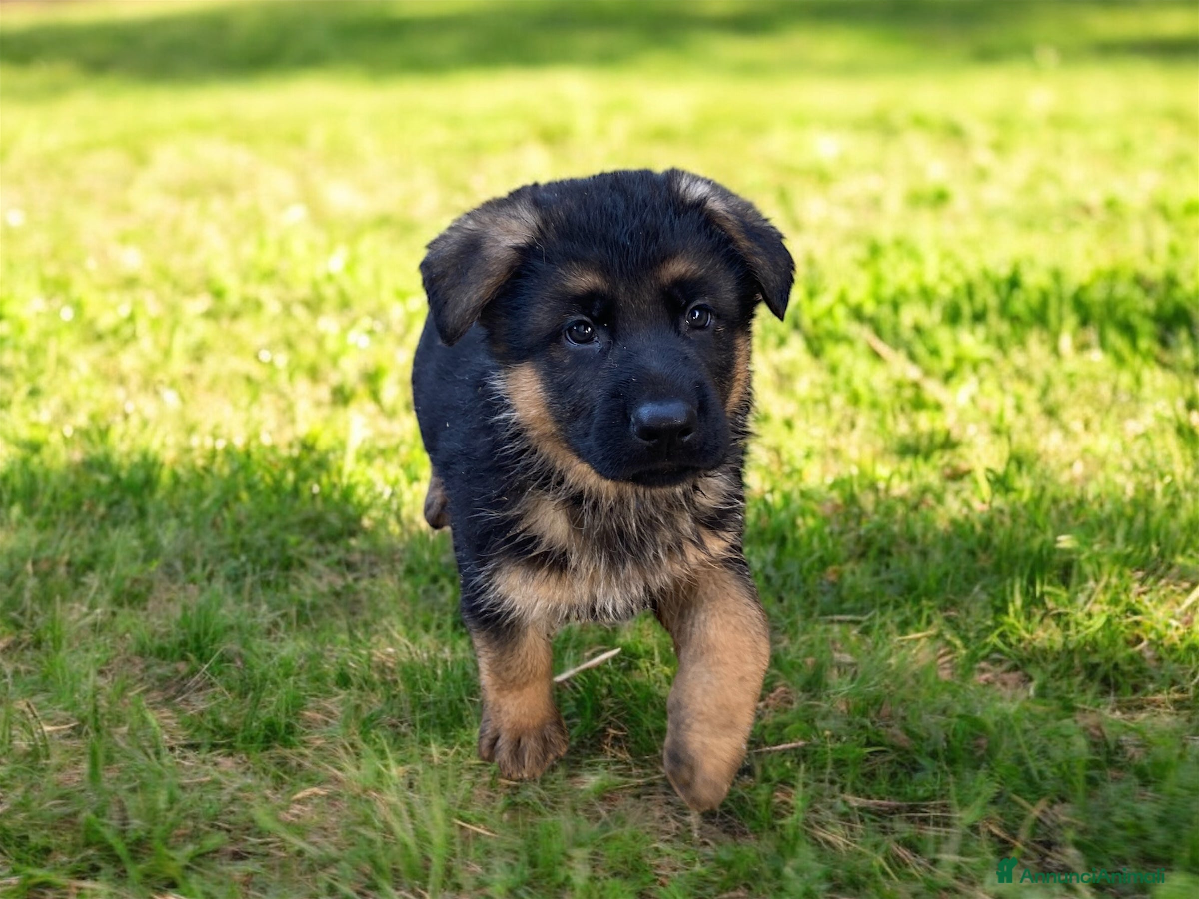 Pastore Tedesco cani Disponibili cuccioli pastore tedesco  - Annuncio 2