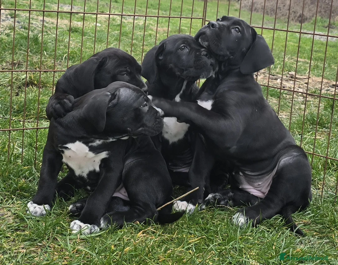 Cane Corso cani in vendita: Cuccioli Cane Corso  - Annuncio 2