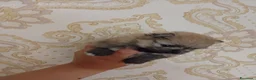 Spitz cani in vendita: Vendo cucciola di Spitz Pomerania  - Annuncio 4