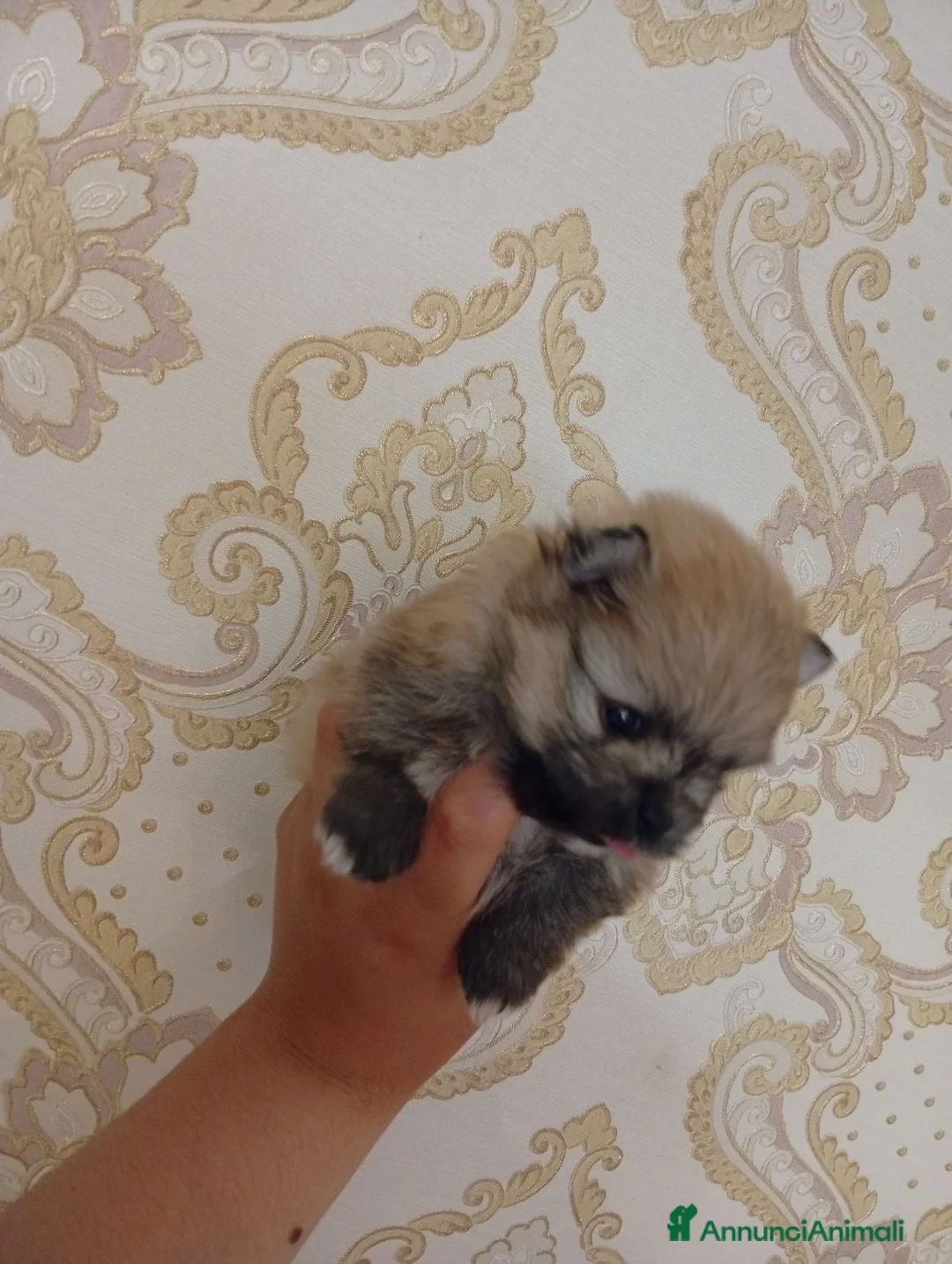 Spitz cani in vendita: Vendo cucciola di Spitz Pomerania  - Annuncio 4