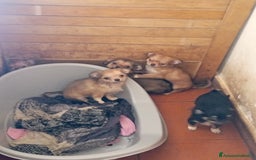 Chihuahua cani in vendita: Vendo chihuahua a pelo lungo 2 maschi  - Immagine 4