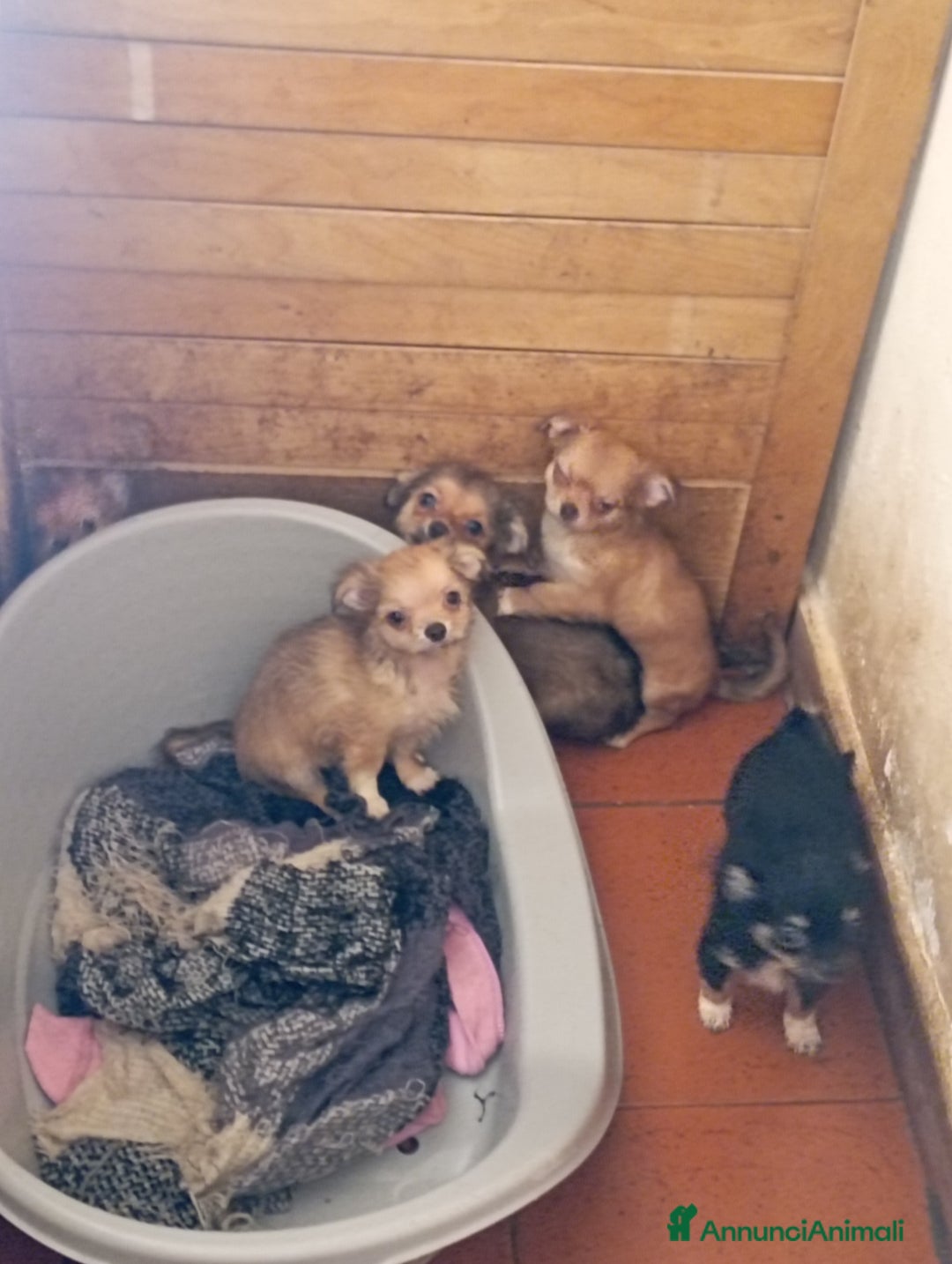 Chihuahua cani in vendita: Vendo chihuahua a pelo lungo 2 maschi  - Annuncio 4