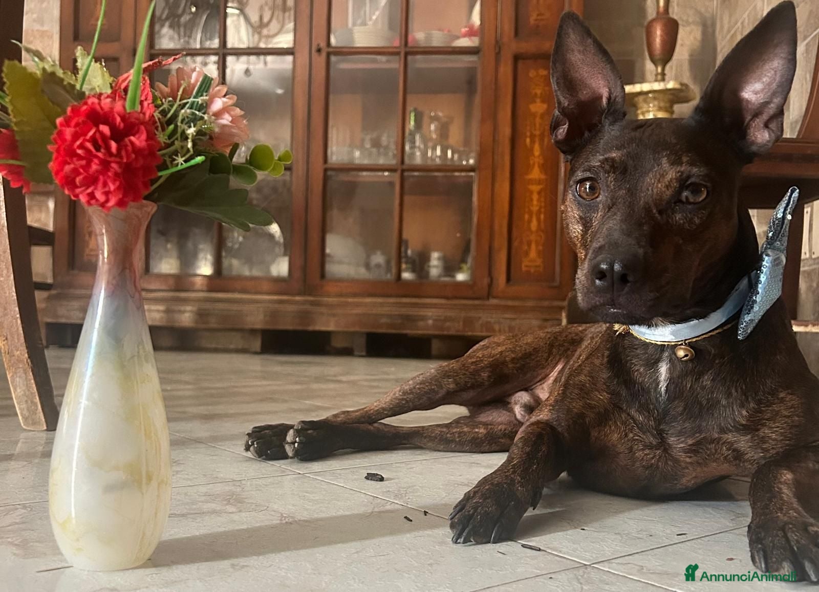 Meticcio cani Syson tigrato 4anni mix Pinscher kg13 CASERTA SOS - Annuncio 18