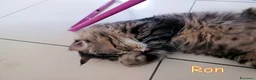 Altre razze gatti in regalo: URGENTISSIMO RON CERCA CASA a Città metropolitana di Milano - Annuncio 3