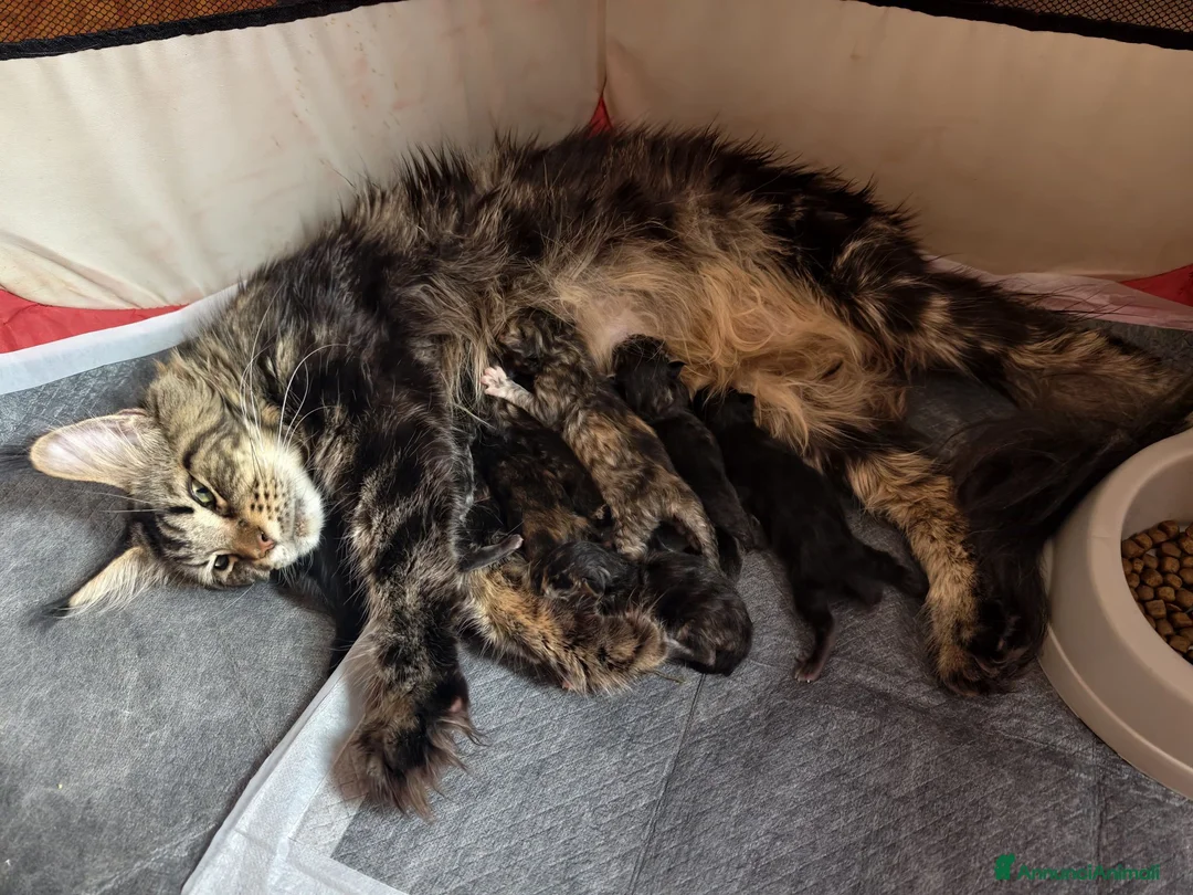Maine Coon gatti in vendita: Tenera cucciola Maine Coon  - Annuncio 2