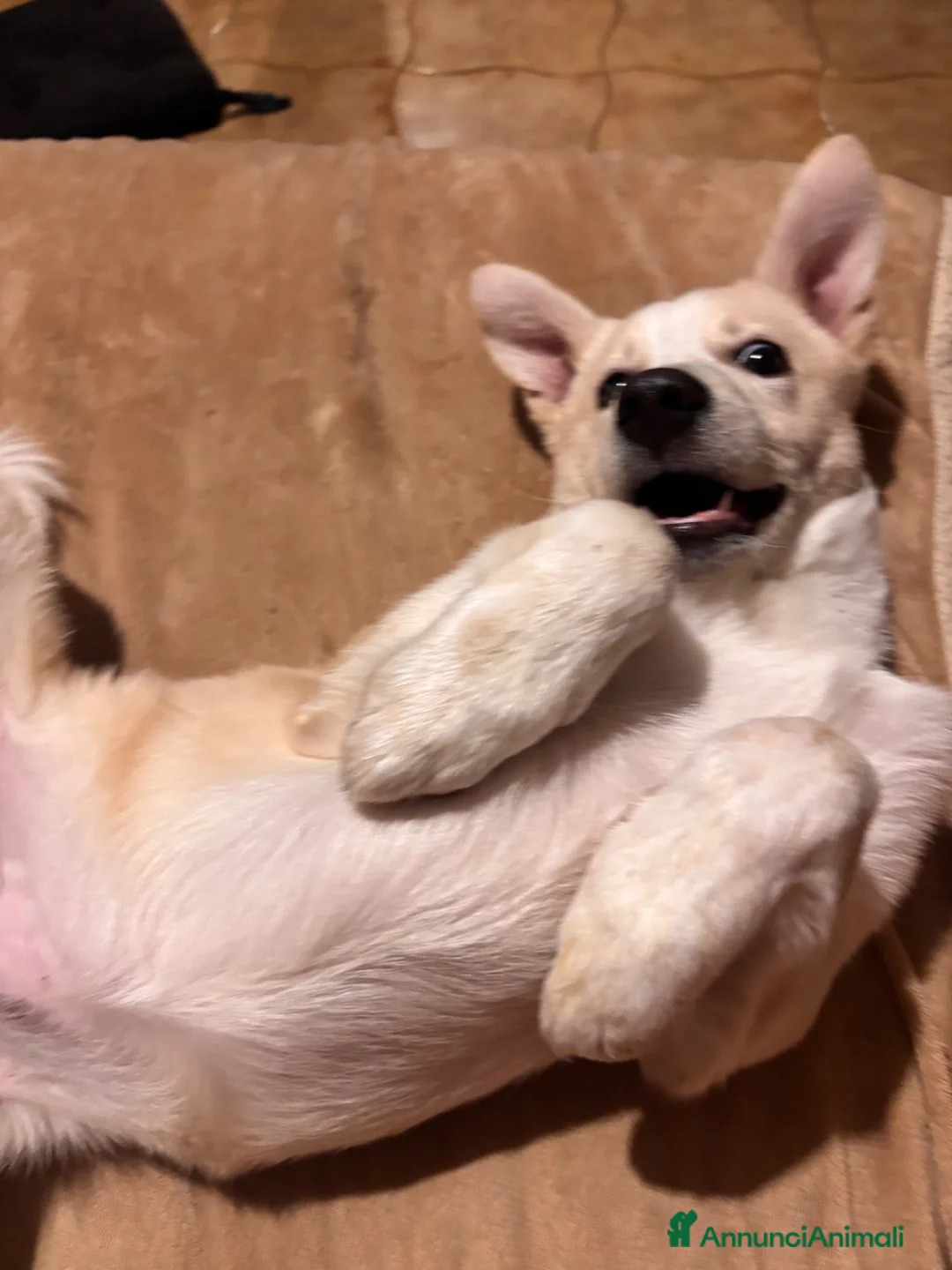 Meticcio cani in regalo: Gigi cinque mesi meticcio taglia media  - Annuncio 9