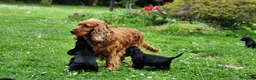 Cocker cani in vendita: Cuccioli di Cocker - Annuncio 13