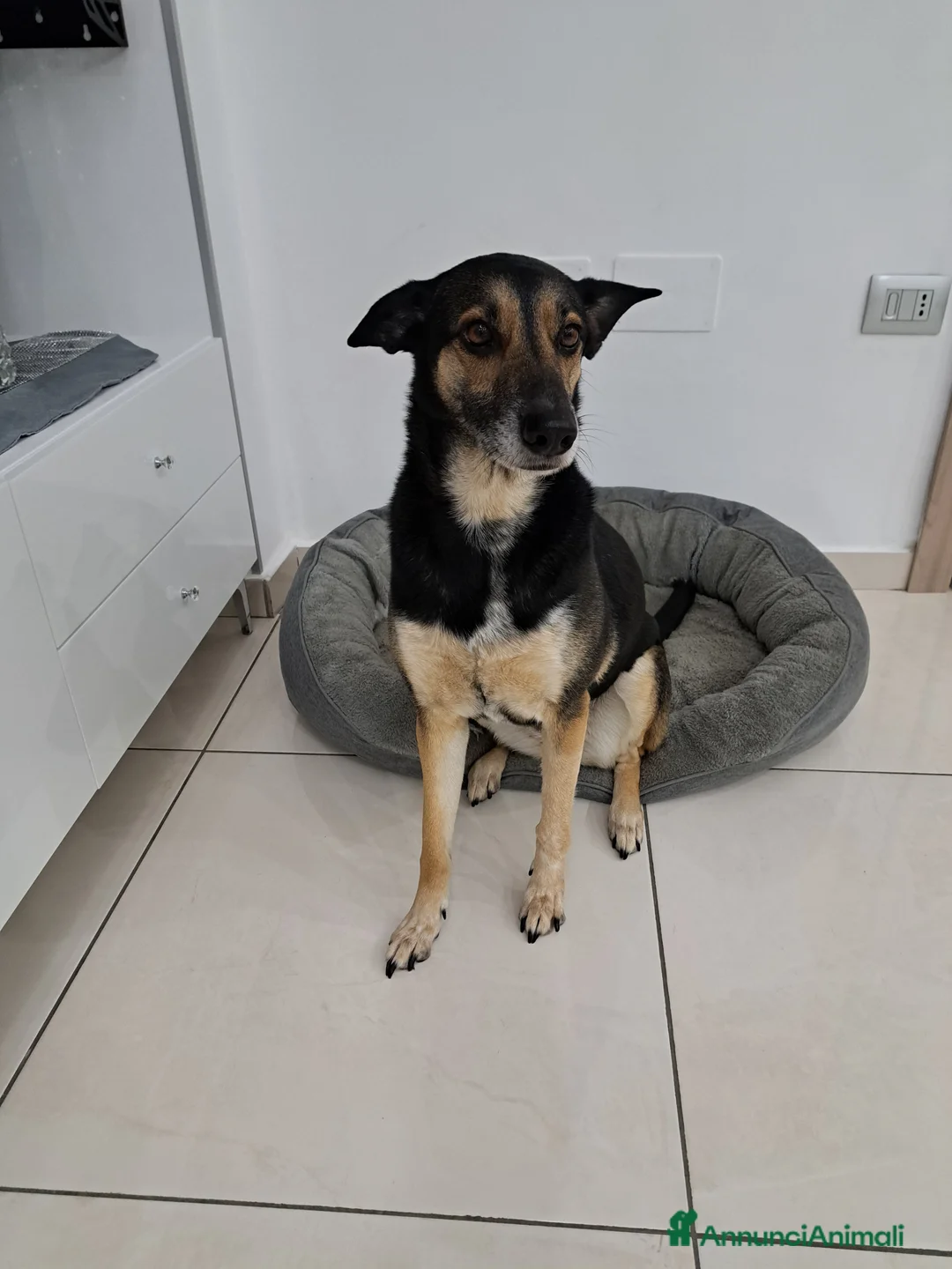 Meticcio cani in regalo: SOLO PERSONE DAVVERO INTERESSATE - Annuncio 4