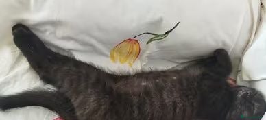 British gatti Gattini British shorthair - Annuncio 1