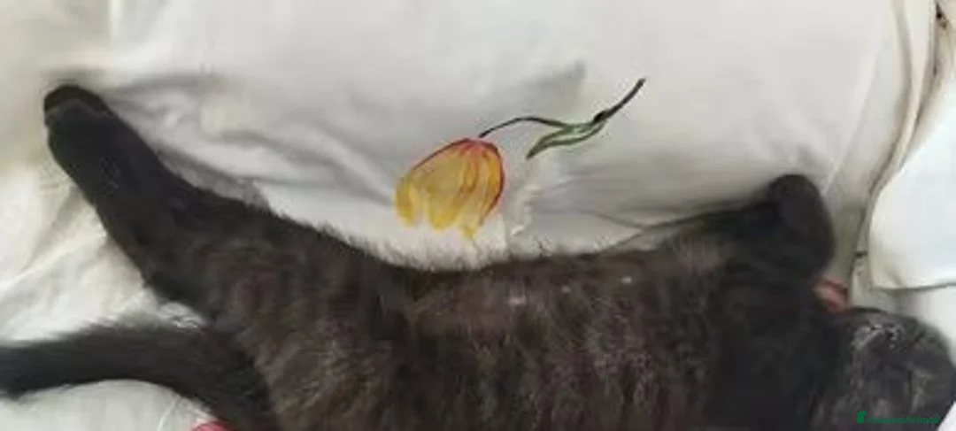British gatti in vendita: Gattini British shorthair a Provincia di Forlì-Cesena - Annuncio 1