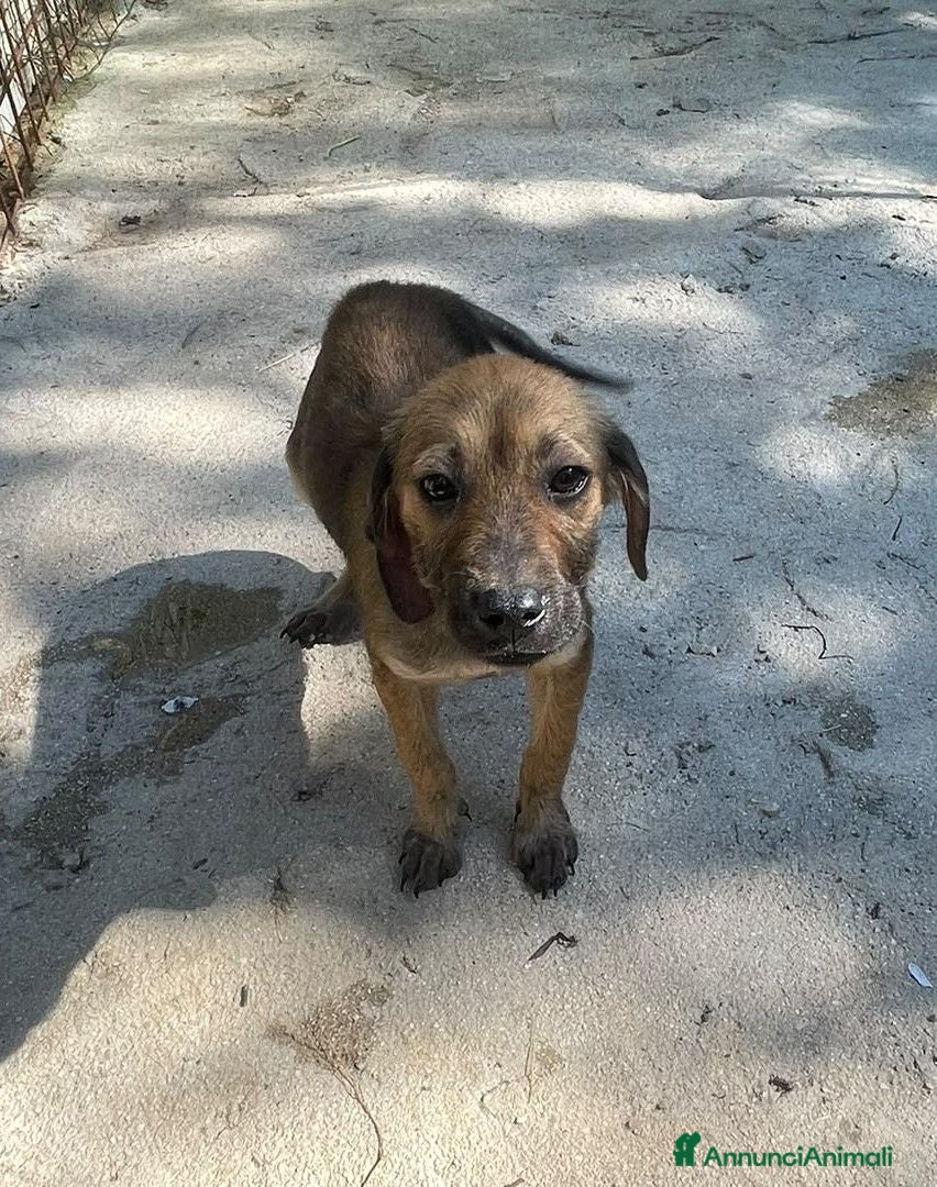 Meticcio cani CUCCIOLA MEDIO PICCOLA - Annuncio 6