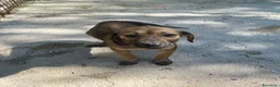 Meticcio cani in regalo: CUCCIOLA MEDIO PICCOLA - Annuncio 2