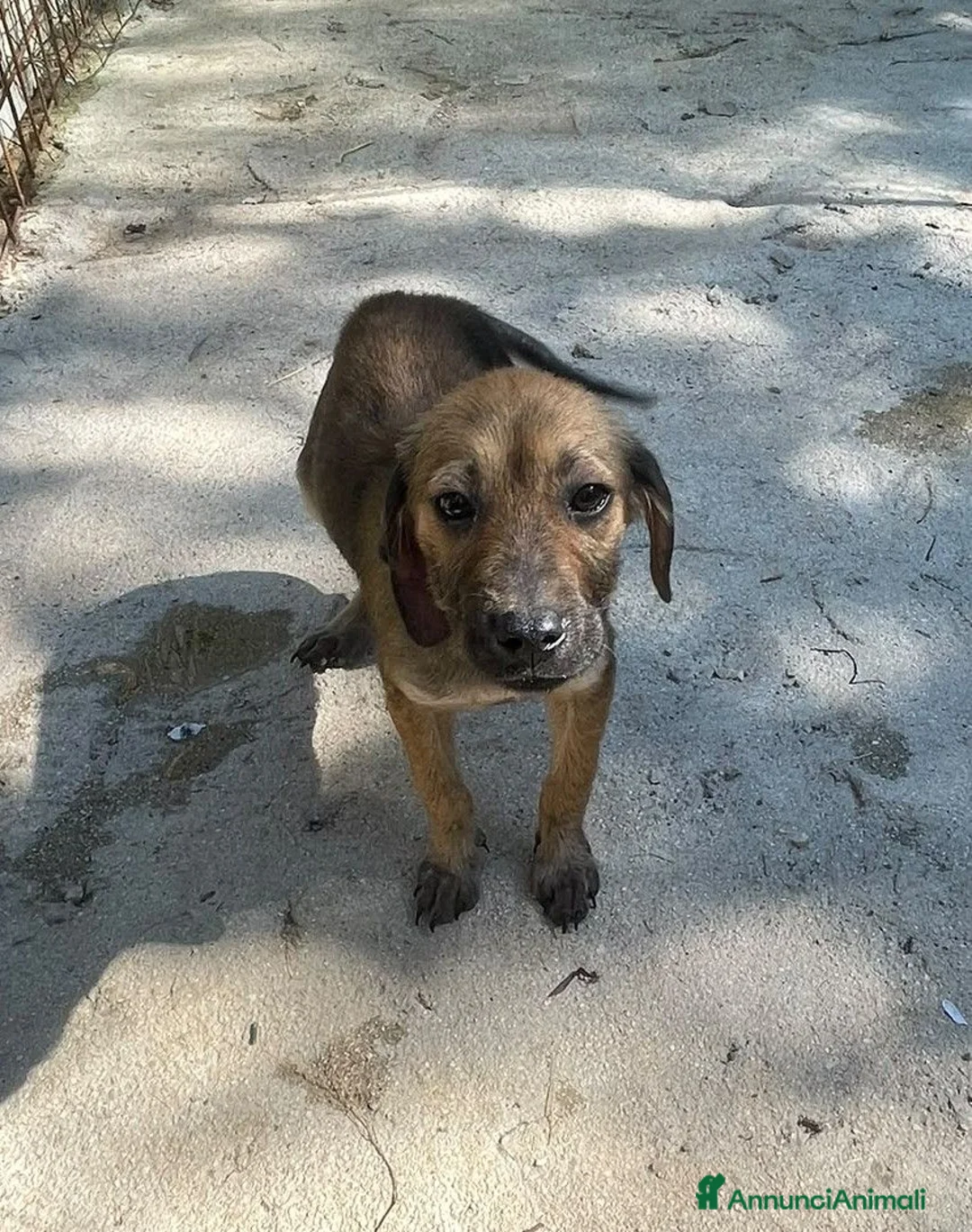 Meticcio cani in regalo: CUCCIOLA MEDIO PICCOLA - Annuncio 2