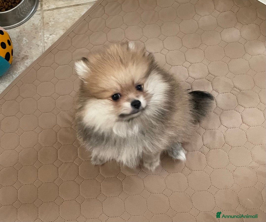 Volpino Pomerania cani in vendita: Spitz nano taglia mignon consegna a domicilio - Annuncio 5