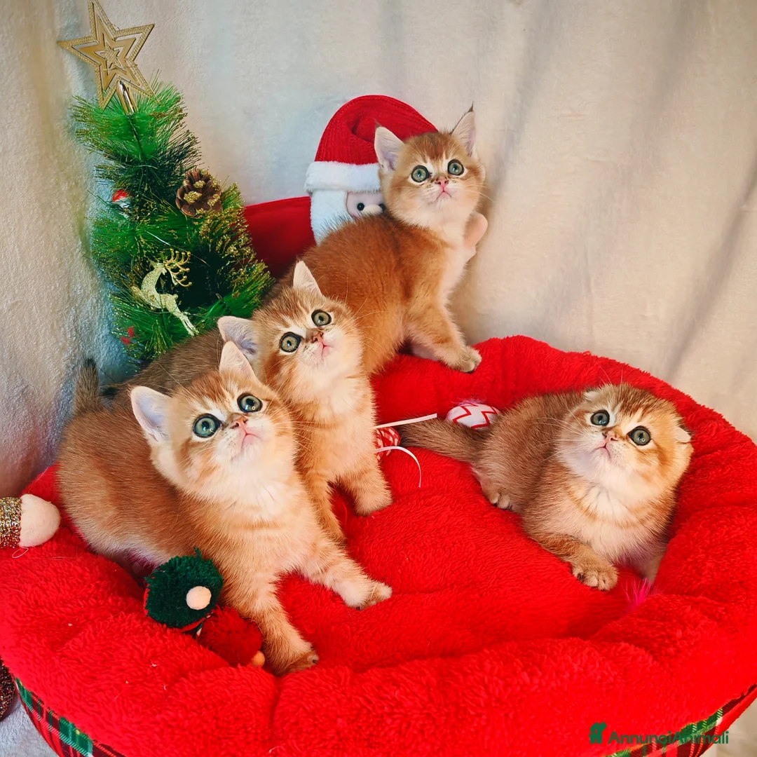 Scottish gatti in vendita: Gattini Scottish Rossicci - Annuncio 4