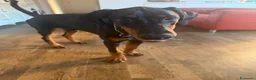 Dobermann cani in vendita: Cucciolo Dobermann Pedigree a Città metropolitana di Roma Capitale - Annuncio 3