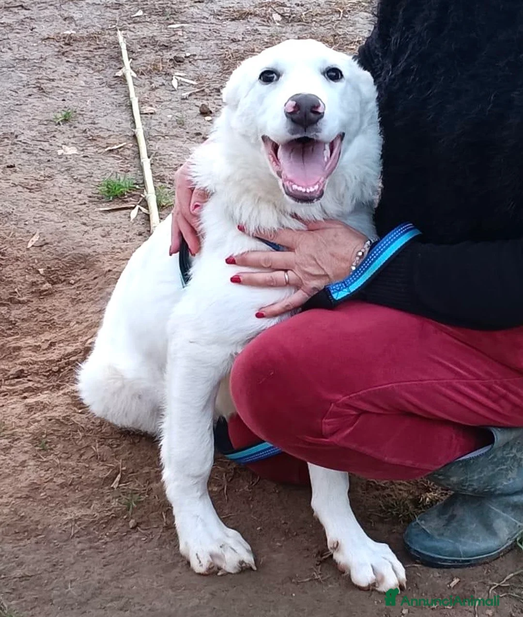 Meticcio cani in regalo: Cucciolo 6 mesi vaccinato tg medio grande - Annuncio 2