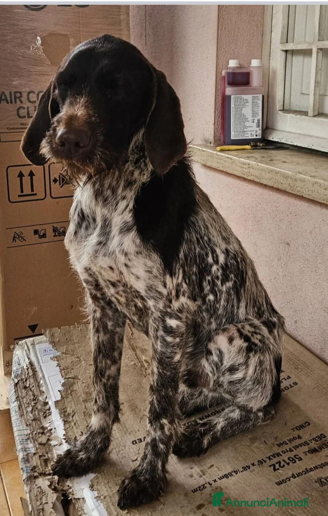 Kurzhaar cani in regalo: Cagnolino Kurzahar - Annuncio 1