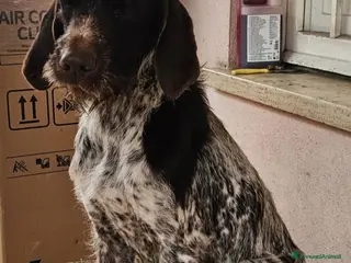 Kurzhaar cani Cagnolino Kurzahar - Annuncio 1