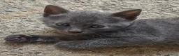 Blu di Russia gatti in vendita: Gattino Blu di Russia 2 mesi a Città Metropolitana di Genova - Annuncio 2