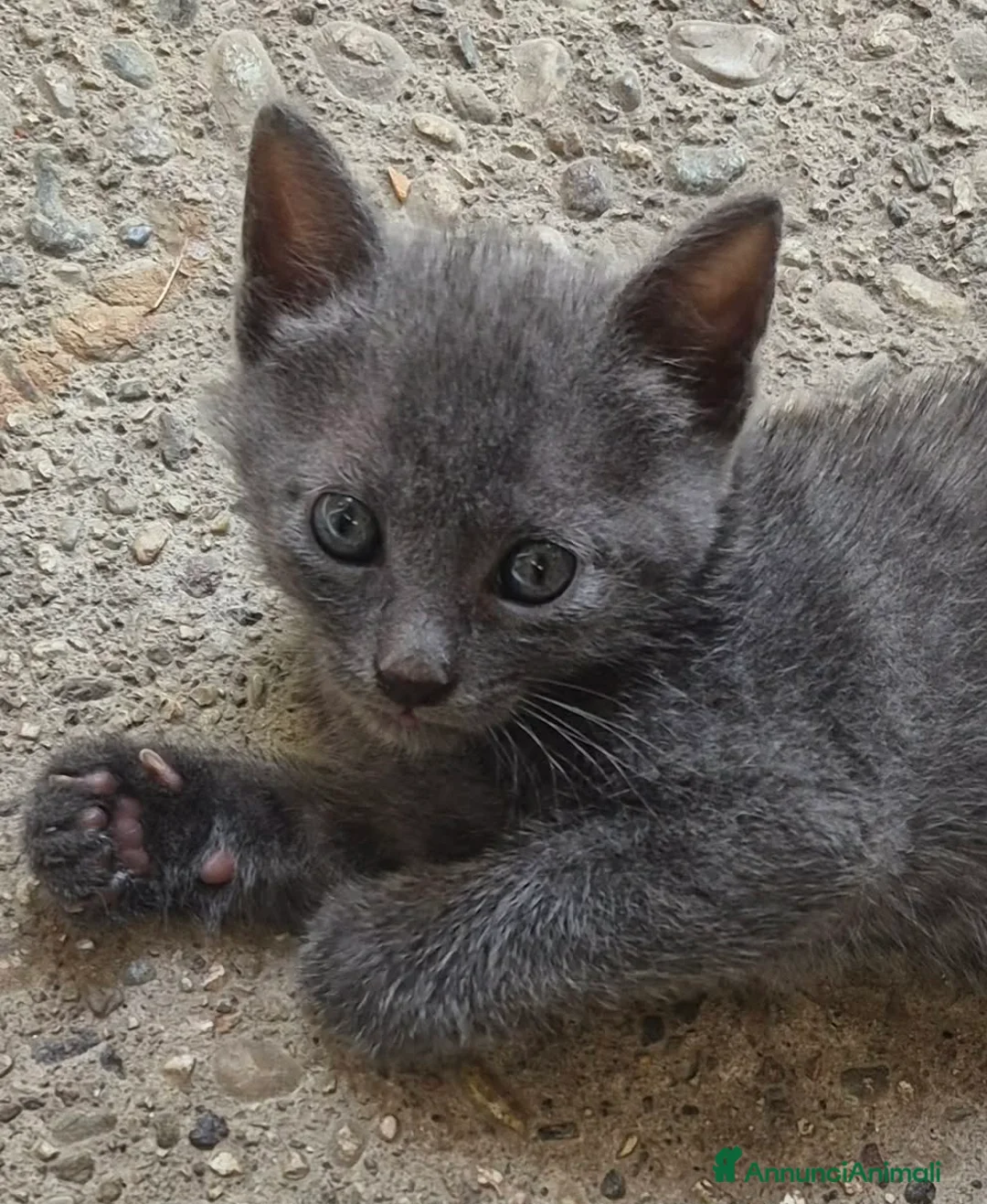 Blu di Russia gatti in vendita: Gattino Blu di Russia 2 mesi a Città Metropolitana di Genova - Annuncio 2