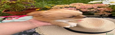 Chihuahua 2