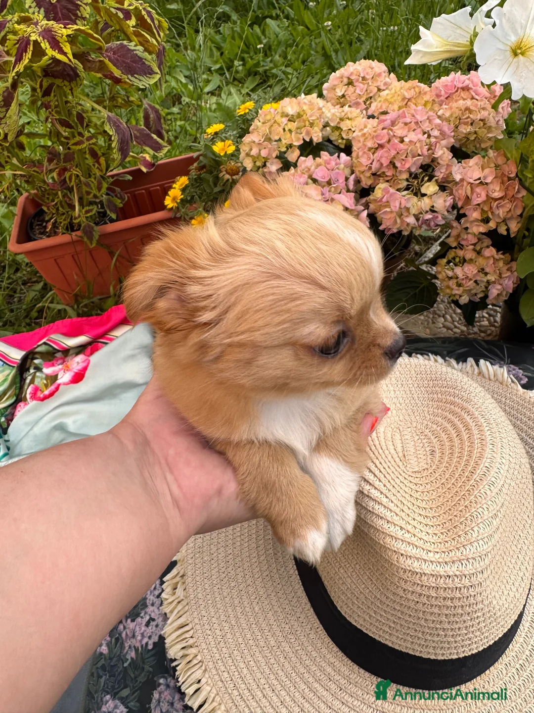 Chihuahua cani in vendita: Malva bellissima cucciola di chihuahua  - Annuncio 3
