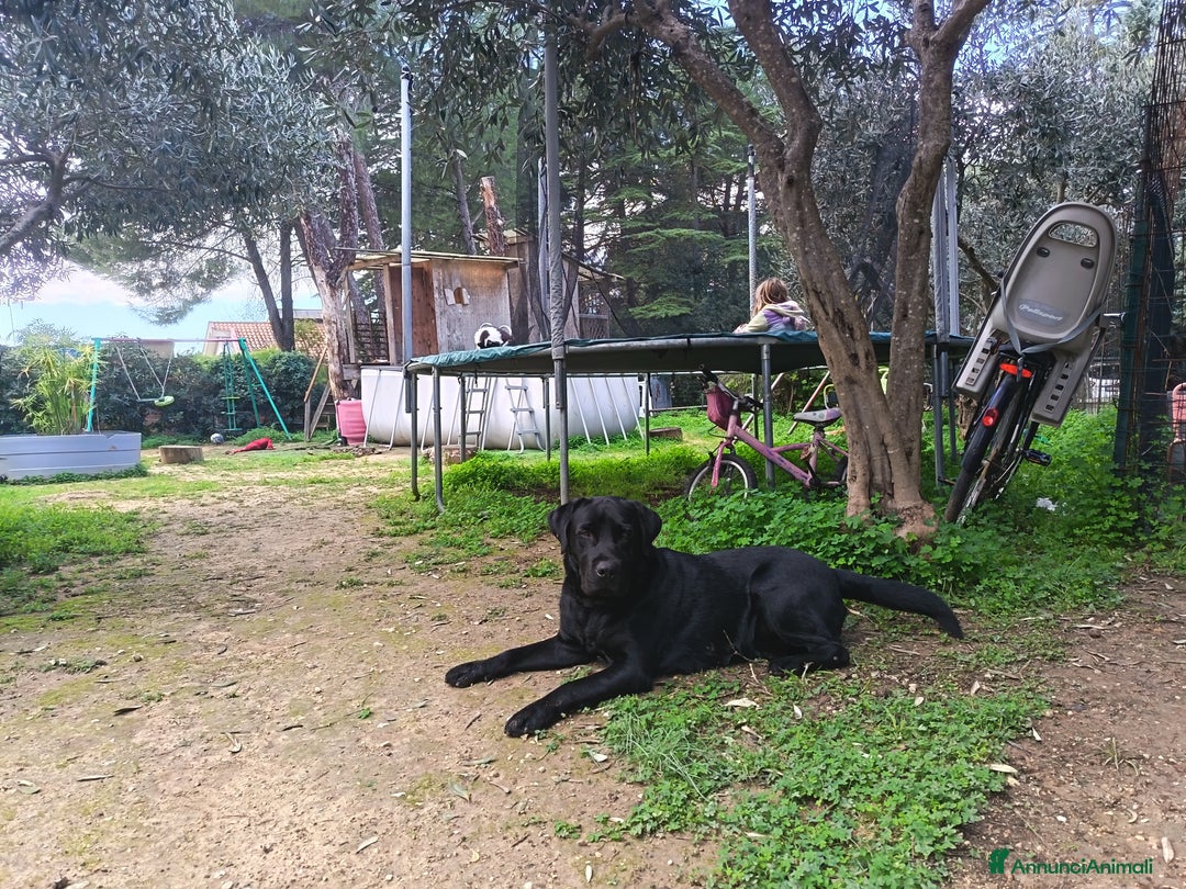 Meticcio cani in vendita: Cuccioli di Borador (Border Collie labrador) - Annuncio 10