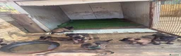 Pastore Belga cani in vendita: Splendidi cuccioli Pastore Belga Malinois - Annuncio 14