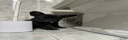 Bulldog Francese cani in vendita: bulldog francese nero tigrato  - Annuncio 6