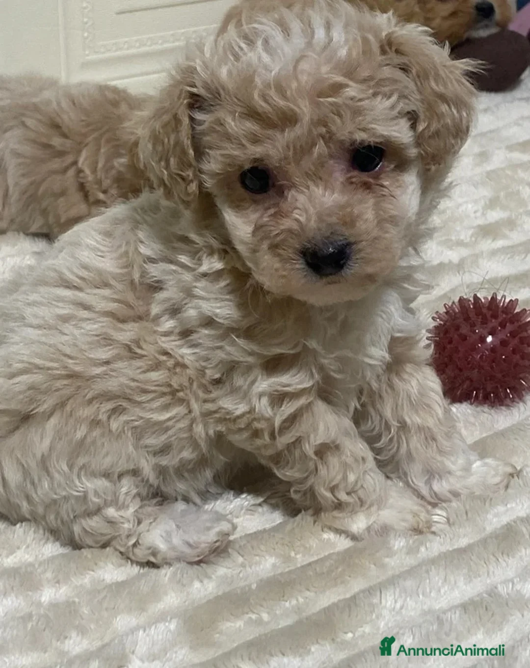 Maltipoo cani in vendita: 🩷3 splendidi cuccioli di Maltipoo🩷 - Annuncio 9