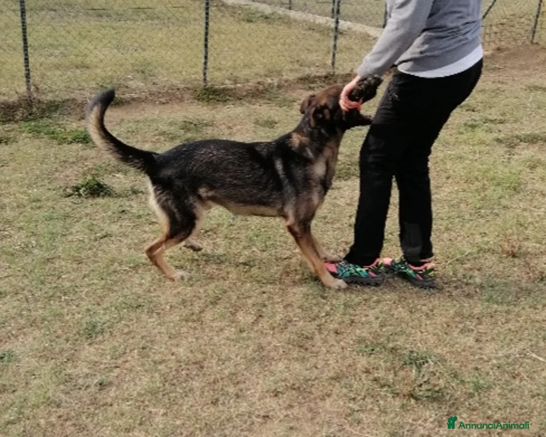 Meticcio cani in regalo: Hermes, dolcissimo, taglia media  a Roma - Annuncio 5