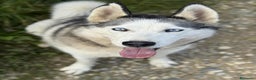 Husky cani in regalo: CINDY, splendida HUSKY cerca famiglia! - Annuncio 5