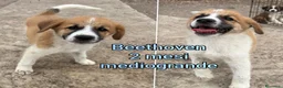 Meticcio cani in regalo: CUCCIOLI SOLI ED ESCLUSI  a Città Metropolitana di Genova - Annuncio 11