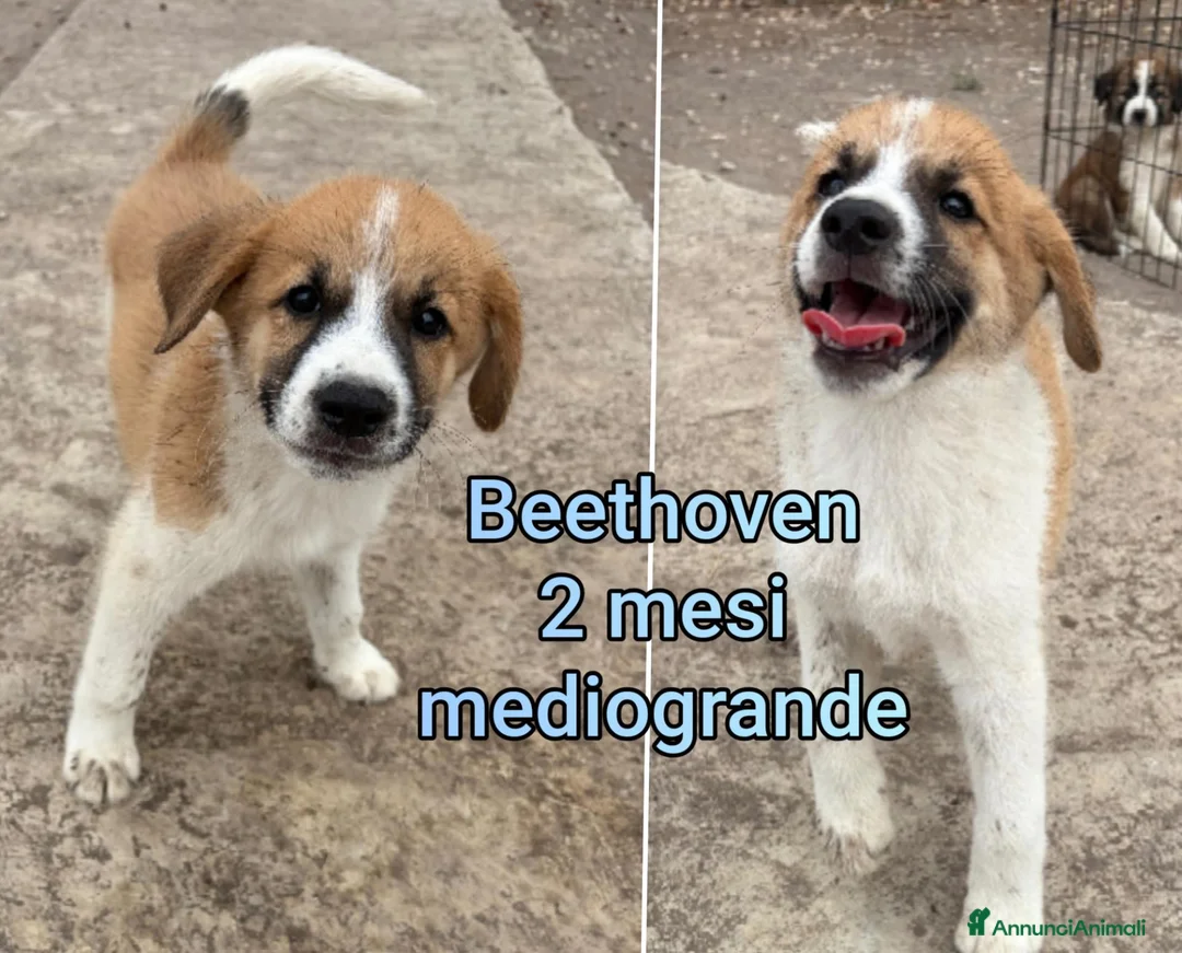 Meticcio cani in regalo: CUCCIOLI SOLI ED ESCLUSI  a Città Metropolitana di Genova - Annuncio 11