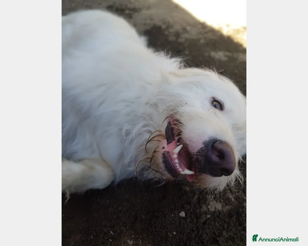 Meticcio cani in regalo: Adriano cerca casa a Roma - Annuncio 1