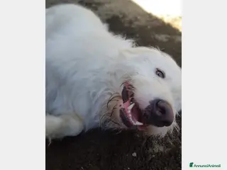 Meticcio cani Adriano cerca casa a Roma - Annuncio 16