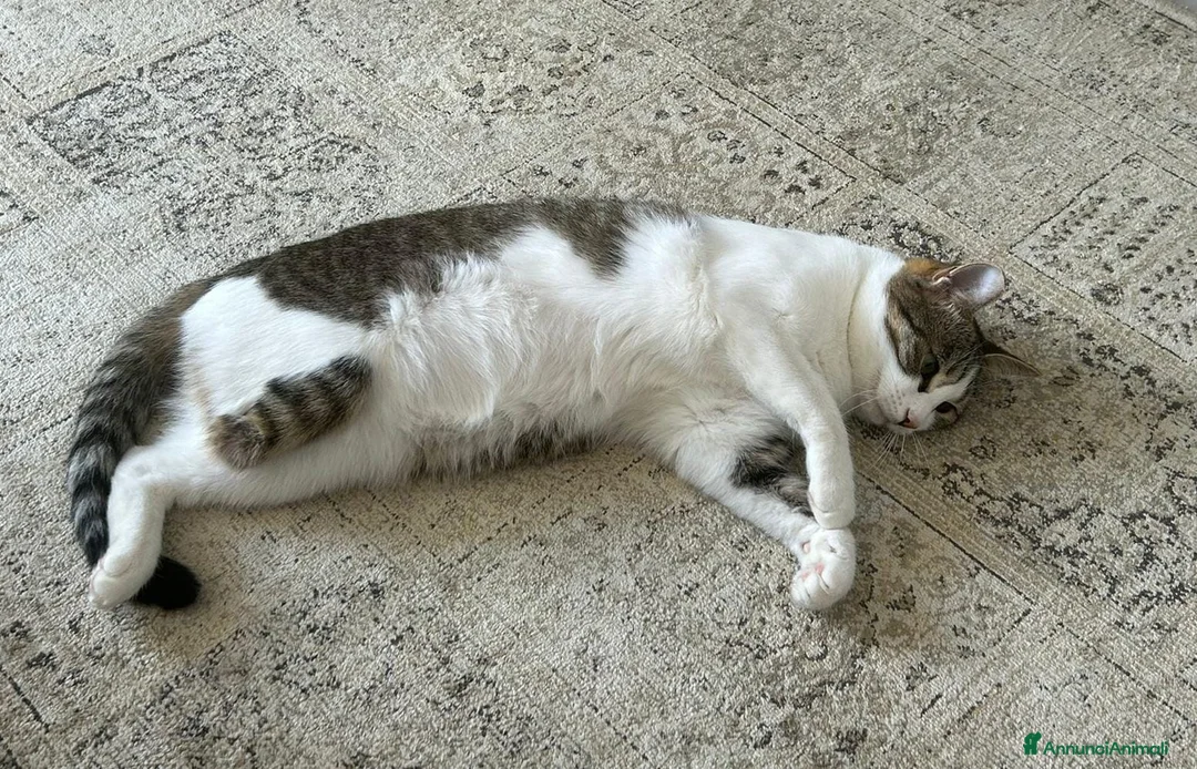 Altre razze gatti in regalo: GATTE ADULTE  - Annuncio 7