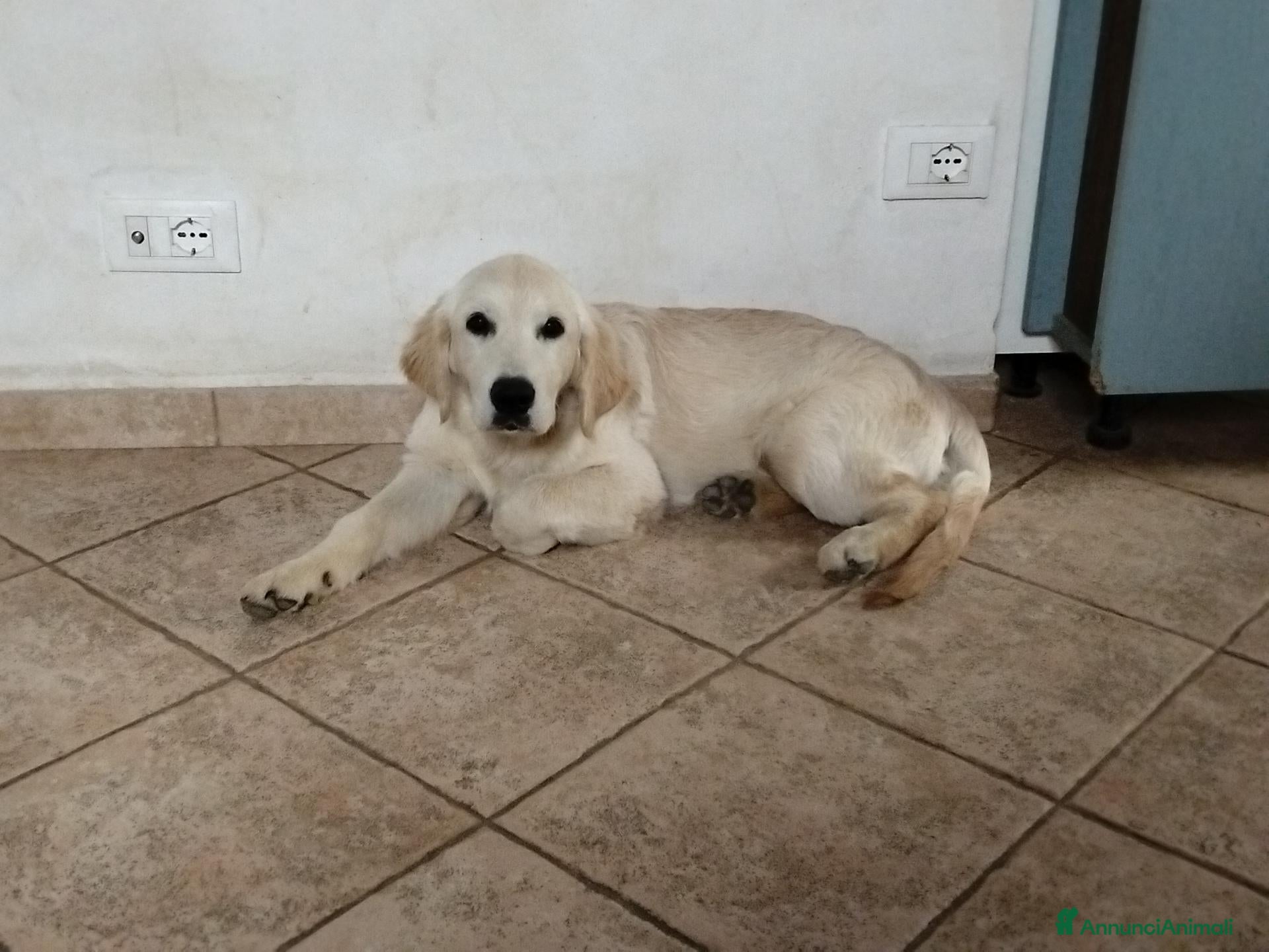Golden Retriever cani Cucciolo maschio Golden retriever  - Annuncio 11