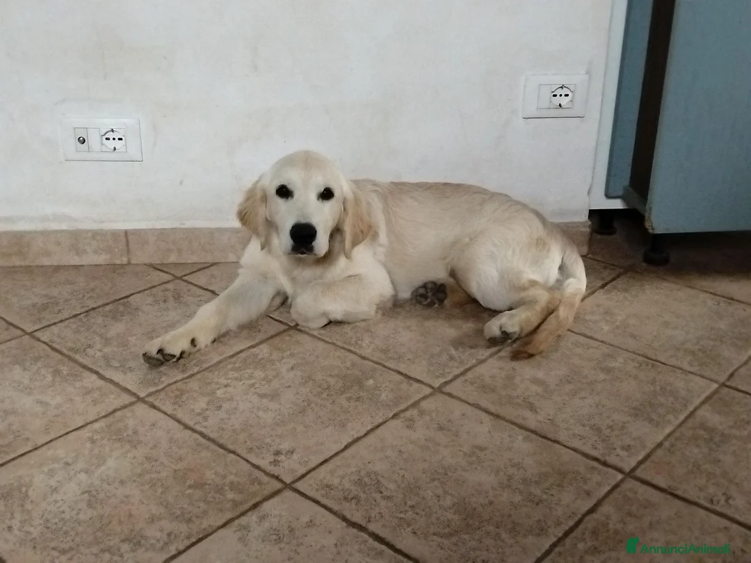 Golden Retriever cani in vendita: Cucciolo maschio Golden retriever  - Annuncio 1