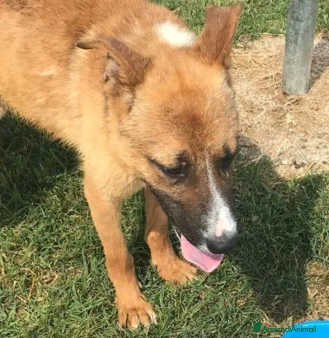 Meticcio cani in regalo: VAN, cucciolone con una stella sul dorso - Annuncio 9