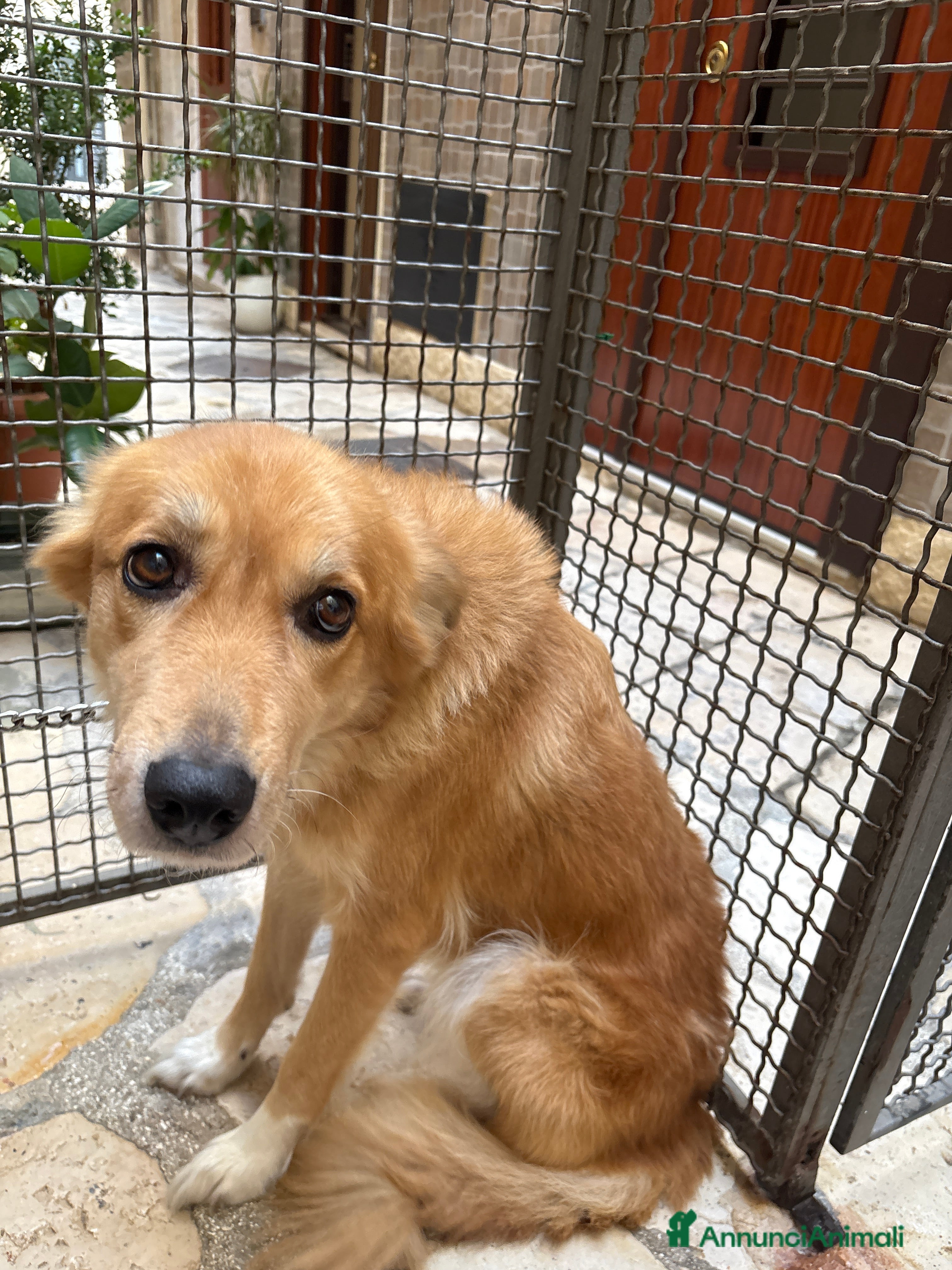 Meticcio cani Incrocio tra lupo e pastore Laika  - Annuncio 14