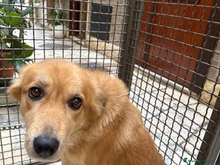 Meticcio cani Incrocio tra lupo e pastore Laika - Annuncio 14