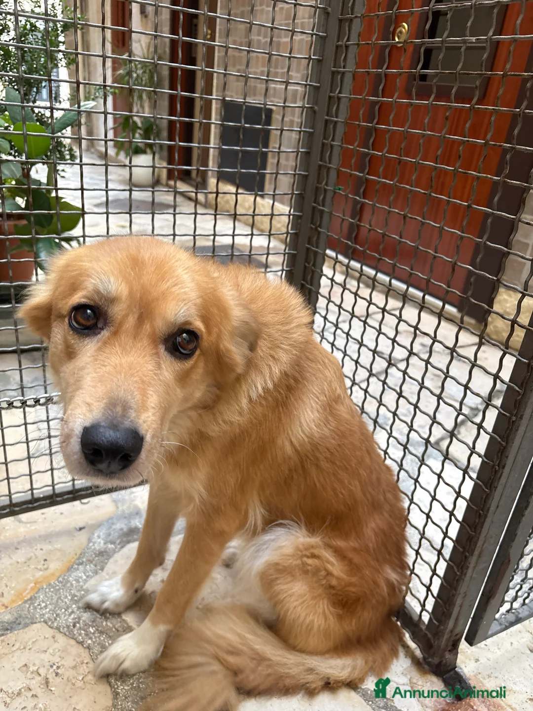 Meticcio cani in regalo: Incrocio tra lupo e pastore Laika  - Annuncio 1